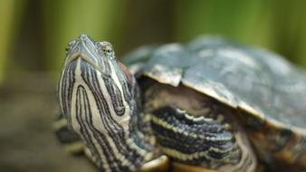 red-eared water turtle