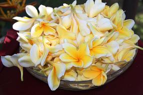 yellow white tropical flowers in a glass bowl