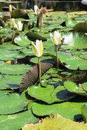 Water Lily Flowering White Flower