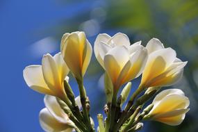 spring White and yellow Flowers