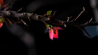 pink flowers and green leaves on a branch