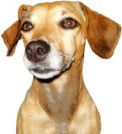 cute dog sitting on a white background