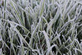 Grass Frost snow Background