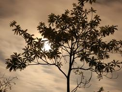 beautiful tree illuminated by the sun
