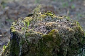 Stump Spring Forest