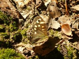 amazing brown butterfly