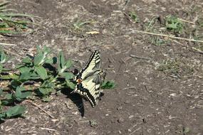 charming white green Butterfly