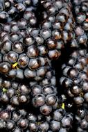 Grapes Blue Fruit