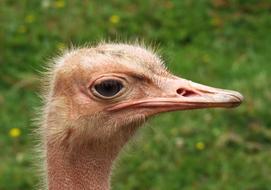 profile of a red ostrich head