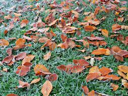 Foliage Autumn Yellow Leaves