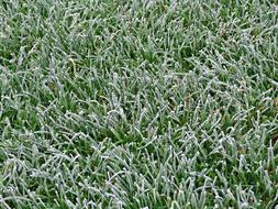 Grass Lawn Green