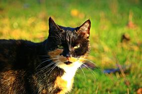 Mieze Cat Three Coloured Lucky in the meadow on a blurred background