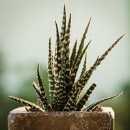 Cactus Flora