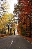 Road Autumn Landscape