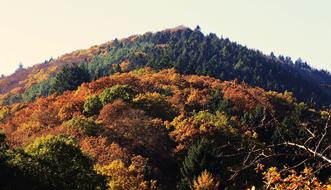 Forest Mixed Autumn