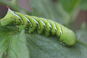 Caterpillar Nature Green