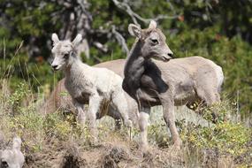 Mountain Goats Wildlife