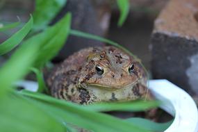 Toad Amphibian Hop