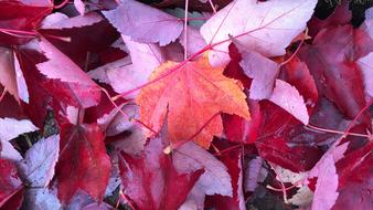 Thanksgiving Leaves Fall