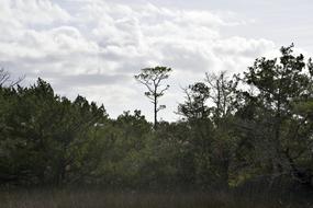 Florida Marsh Wetland