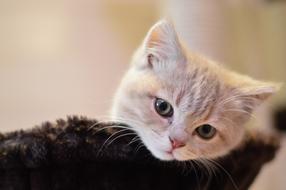 white kitten lying on a black mat