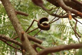 Seed Tree Plant