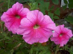 Flowers Blooming Garden