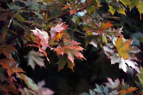 Maple Leaf Red