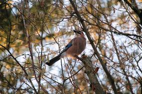 incredible Branches Bird