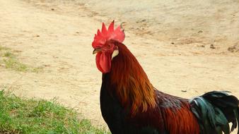 enchanting Cock Animal Feather