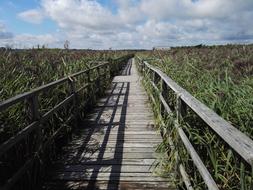 Boardwalk Reed Lake