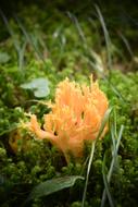 Nature Mushroom Forest