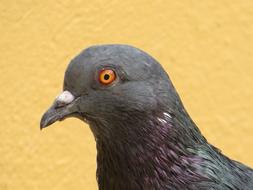 profile portrait of a gray dove on a blurred background