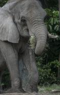 big elephant on safari