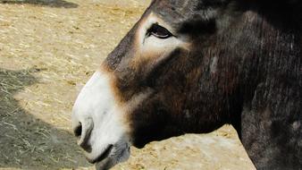 profile portrait of a donkey