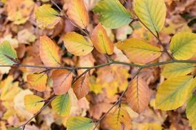 Leaves Autumn Nature