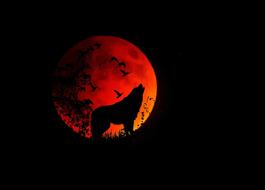moon and wolf animal