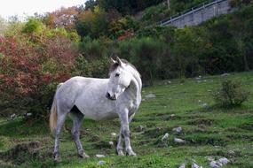 white Horse National Park