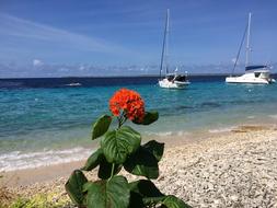 Flower Sea Sailing Boat