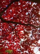 red leaves on a branch landscape