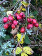 red berries on a tree branch in the forest