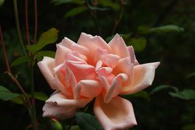 Pink Flower Rose in garden