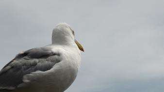 photo of a seagull from the back against a gray sky