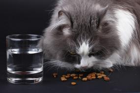 Cute, colorful and beautiful, furry cat, eating food near the glass of water