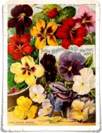 flowers page colorful red yellow