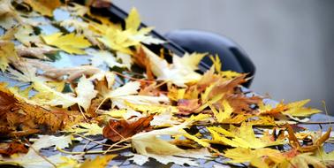 Background Leaves Autumn