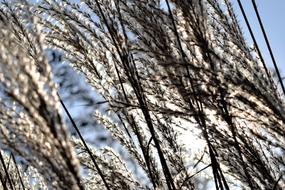 Grass Grasses Nature