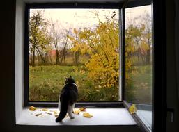 incredibly Window on Cat