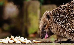 Hedgehog feeding outdoor