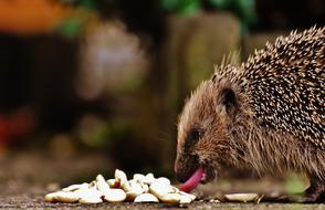 feeding hedgehog close-up